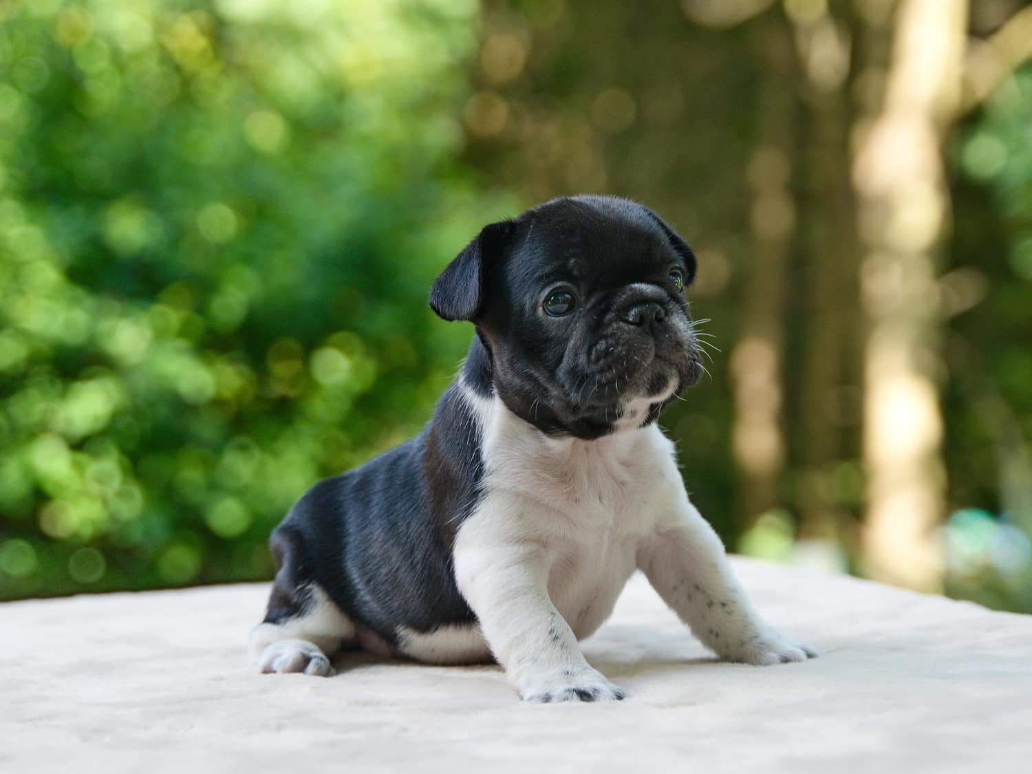 Flash Frenchies Litter I